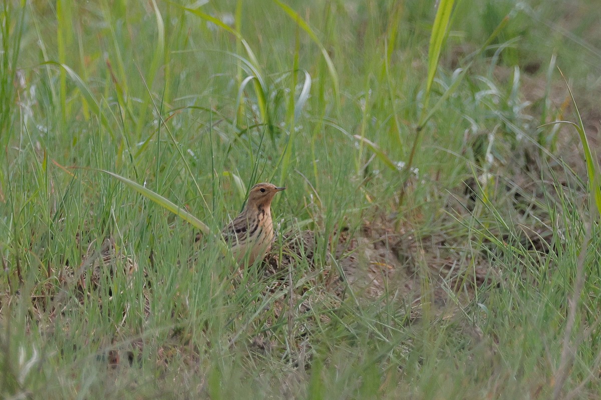 Red-throated Pipit - ML623908284