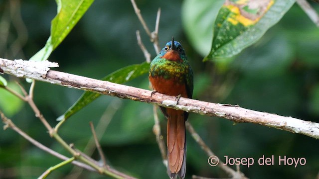 Coppery-chested Jacamar - ML623908286