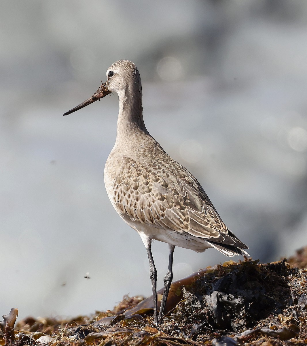 Hudsonian Godwit - ML623908287