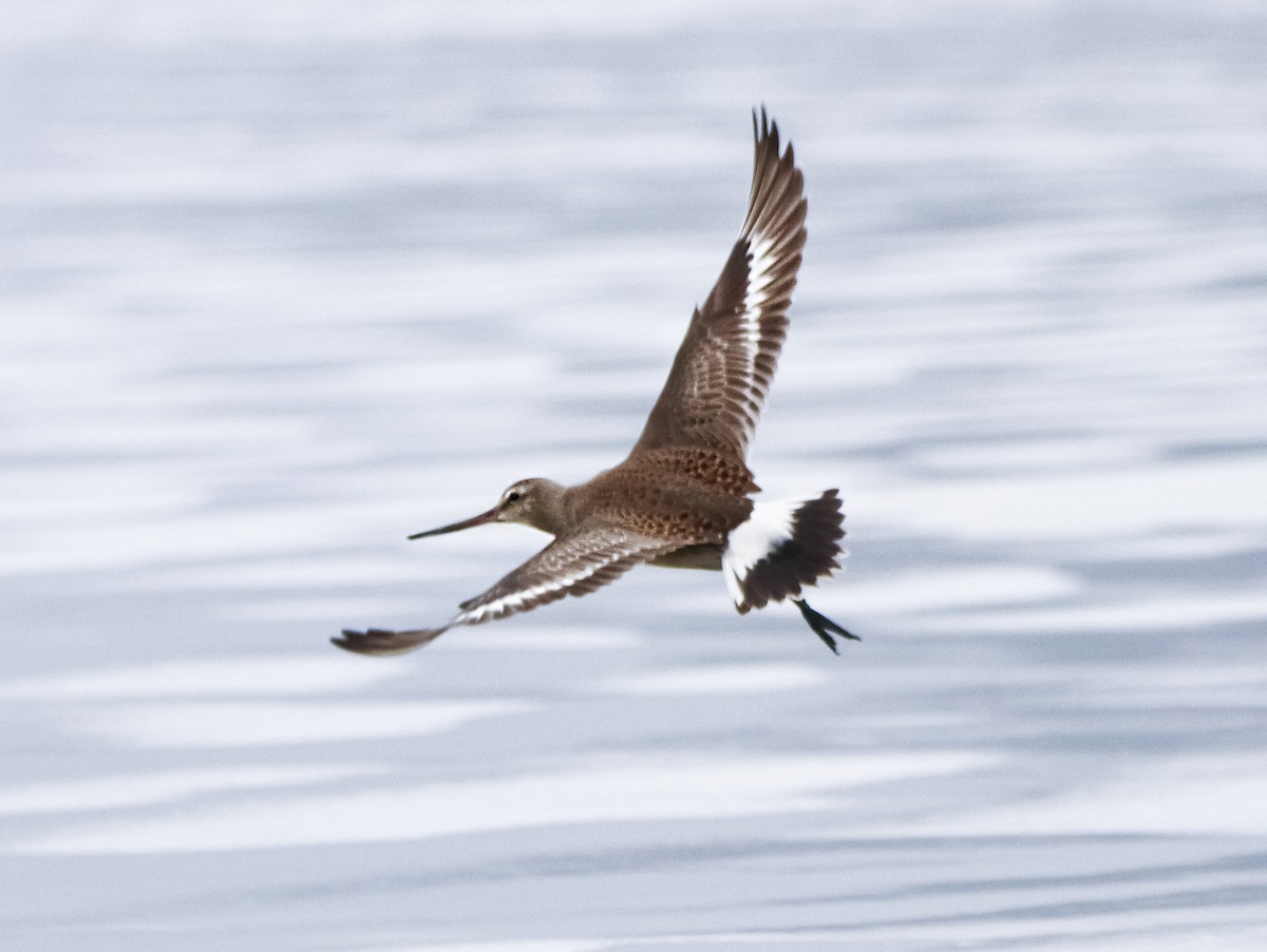 Hudsonian Godwit - ML623908319