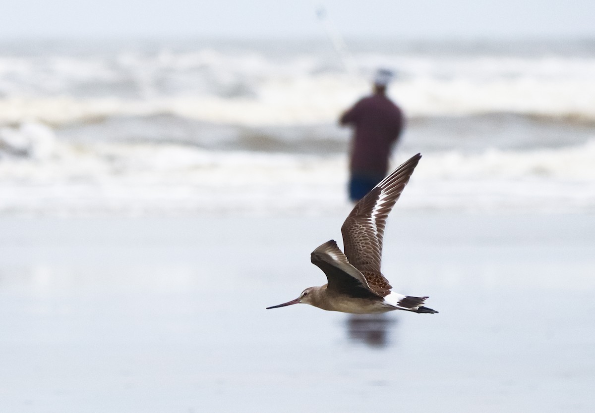 Hudsonian Godwit - ML623908320