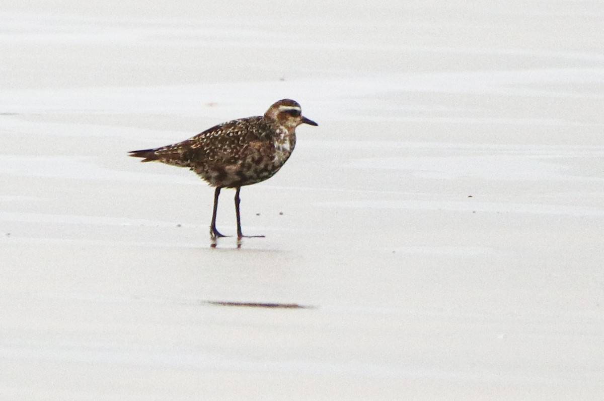 American Golden-Plover - ML623908333