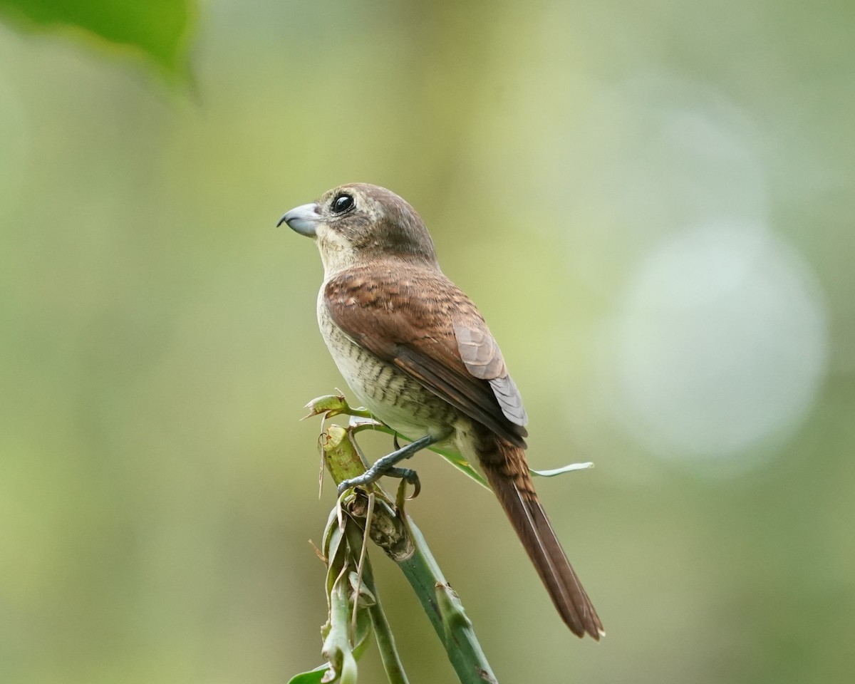 Tiger Shrike - Keng Keok Neo