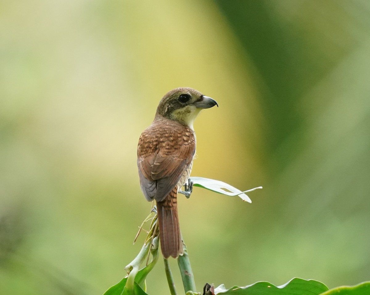 Tiger Shrike - ML623908342