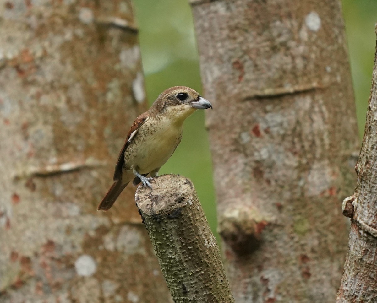 Tiger Shrike - ML623908347