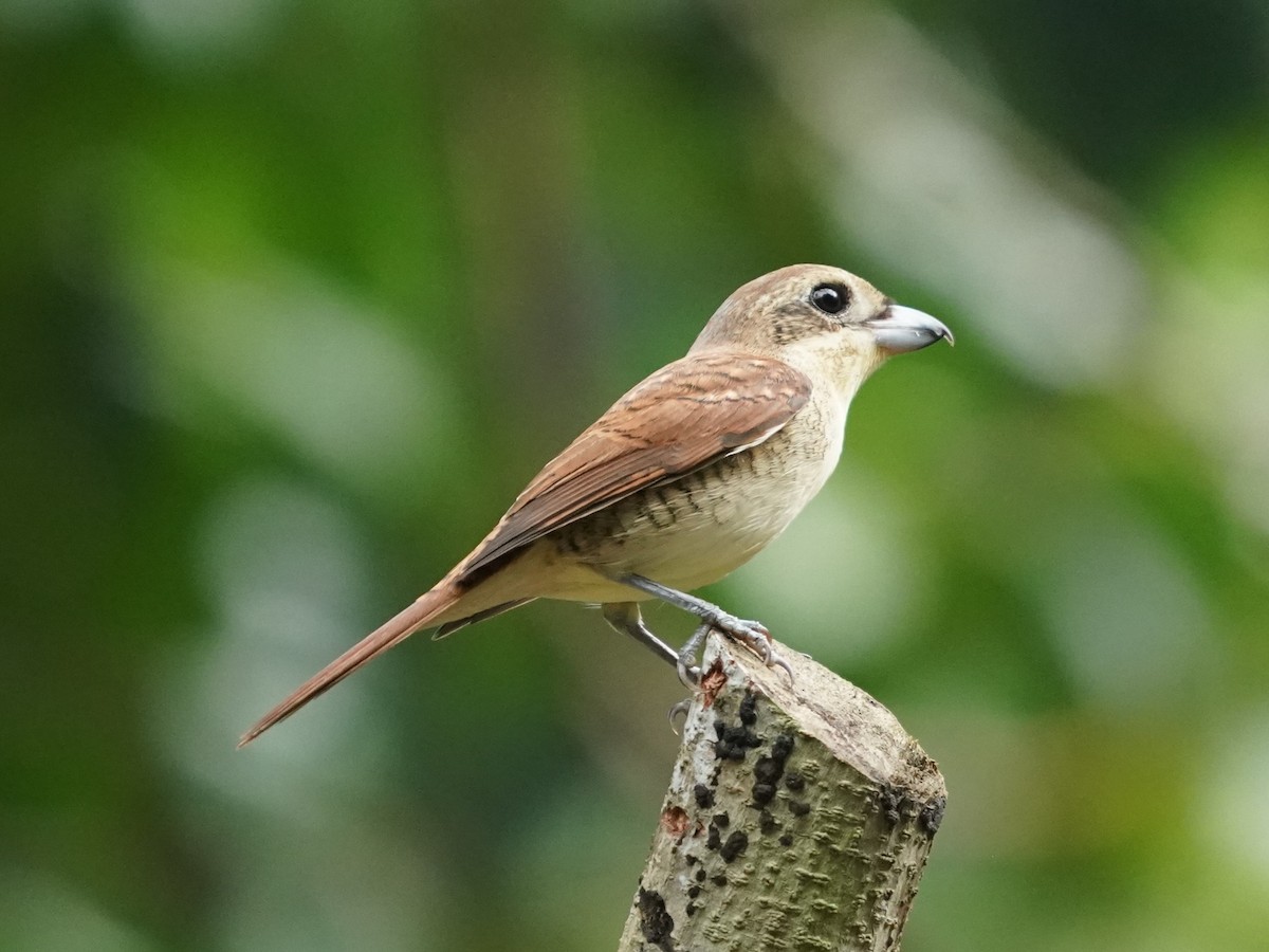 Tiger Shrike - Keng Keok Neo