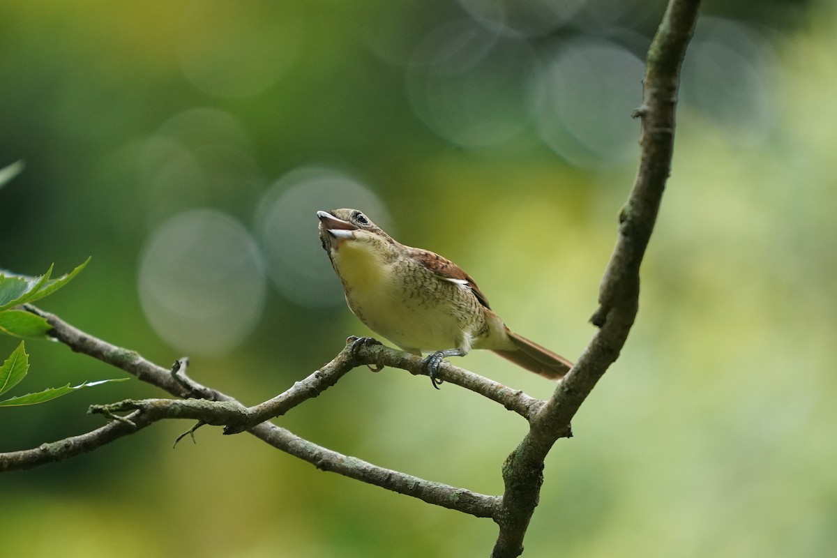 Tiger Shrike - ML623908351