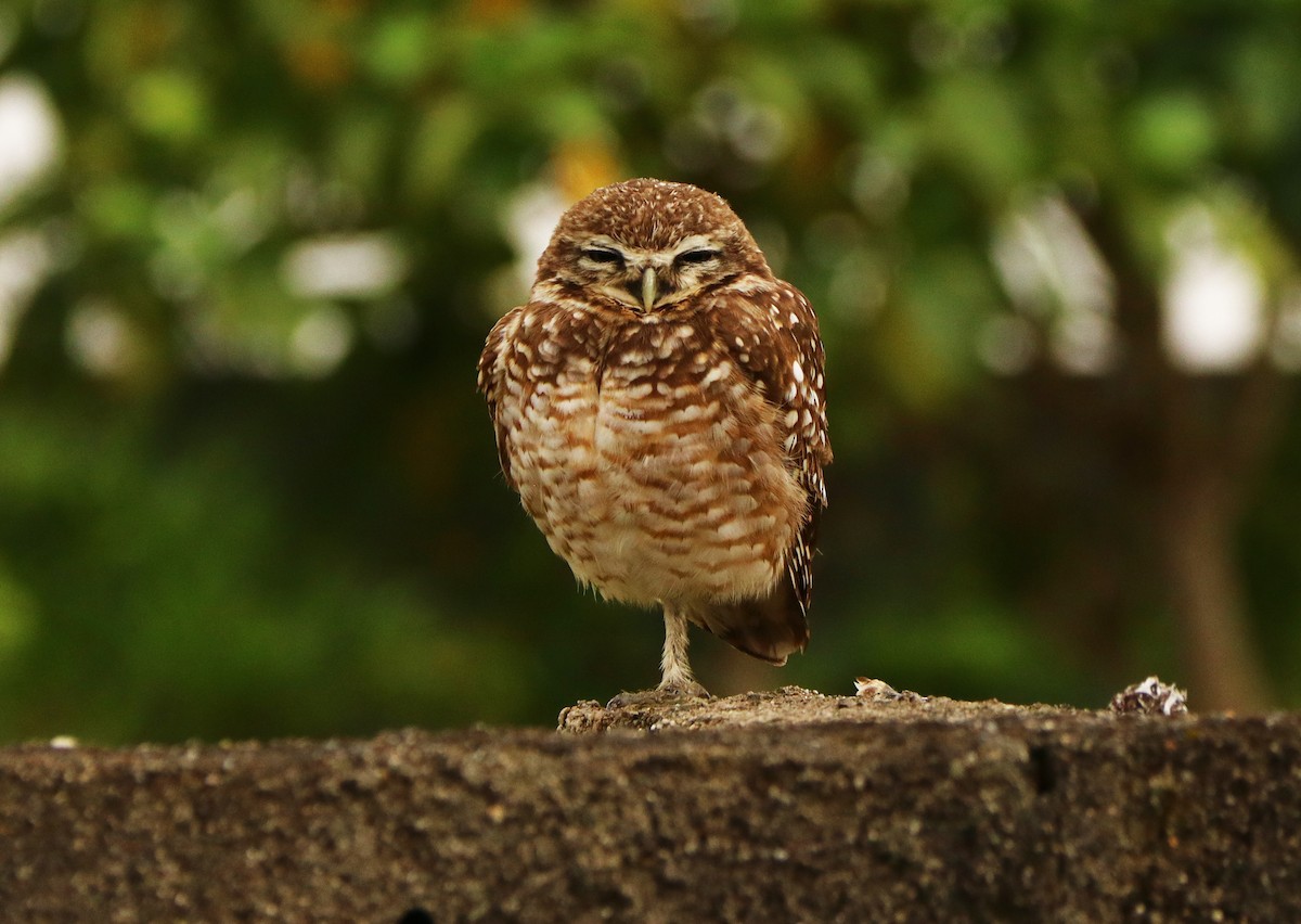 Burrowing Owl - ML623908353