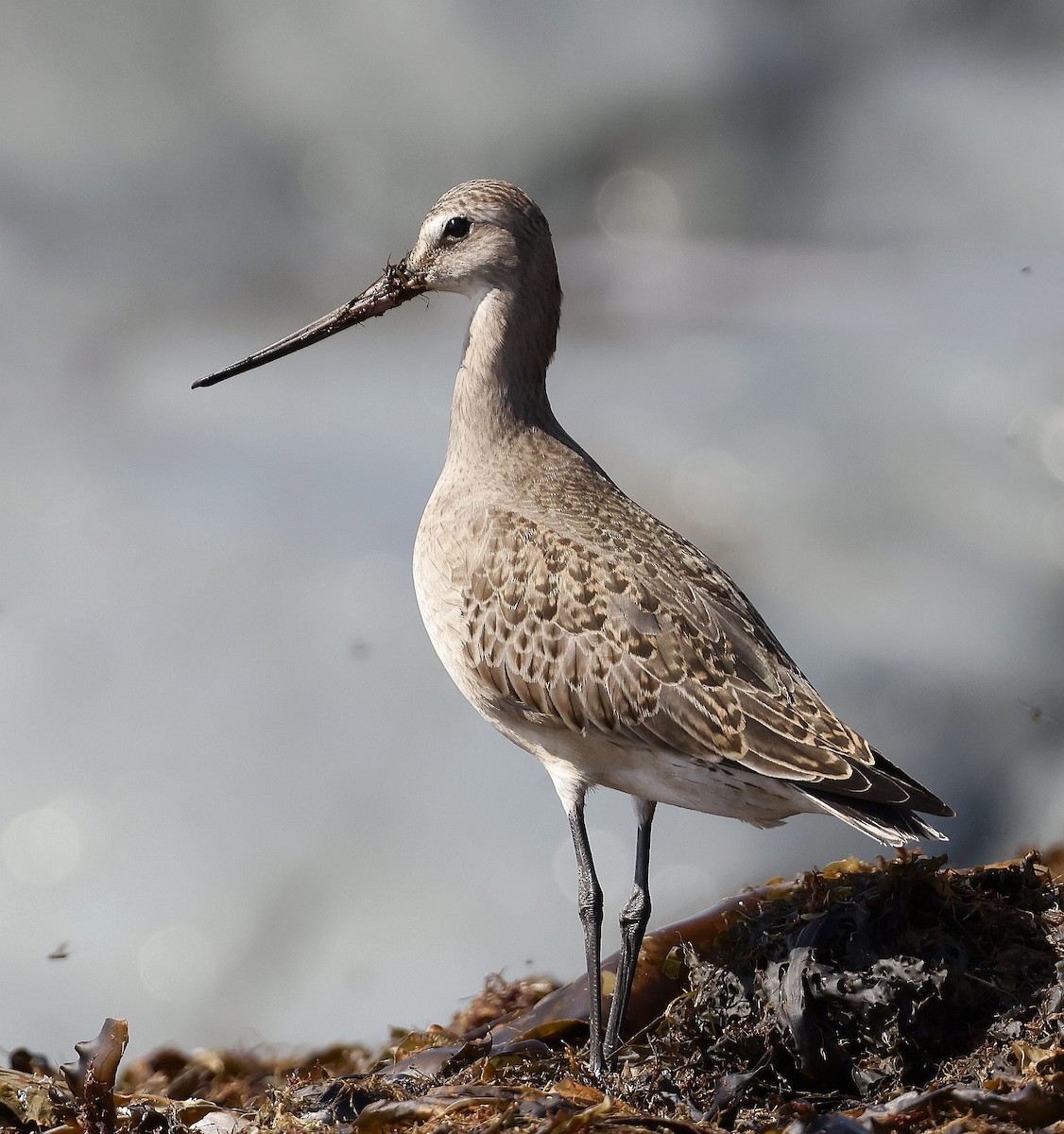 Hudsonian Godwit - ML623908366