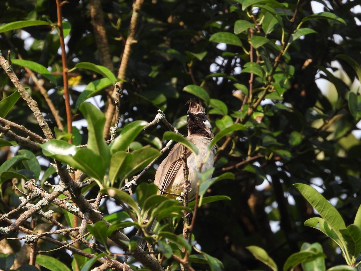 Himalayan Bulbul - ML623908370