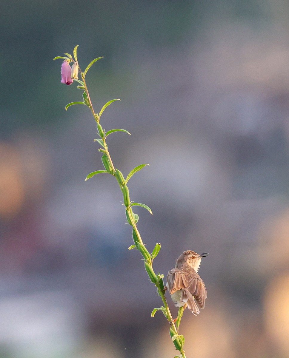 Plain Prinia - ML623908397