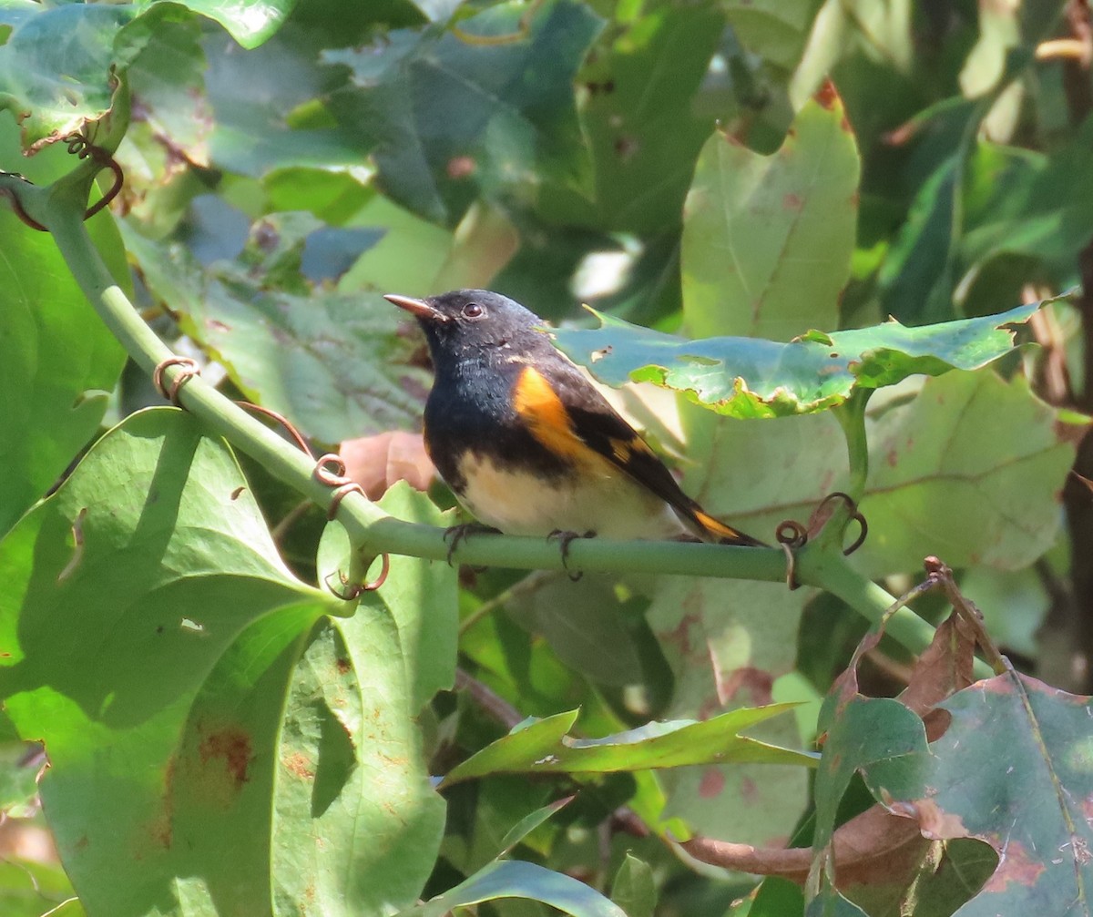 American Redstart - ML623908411
