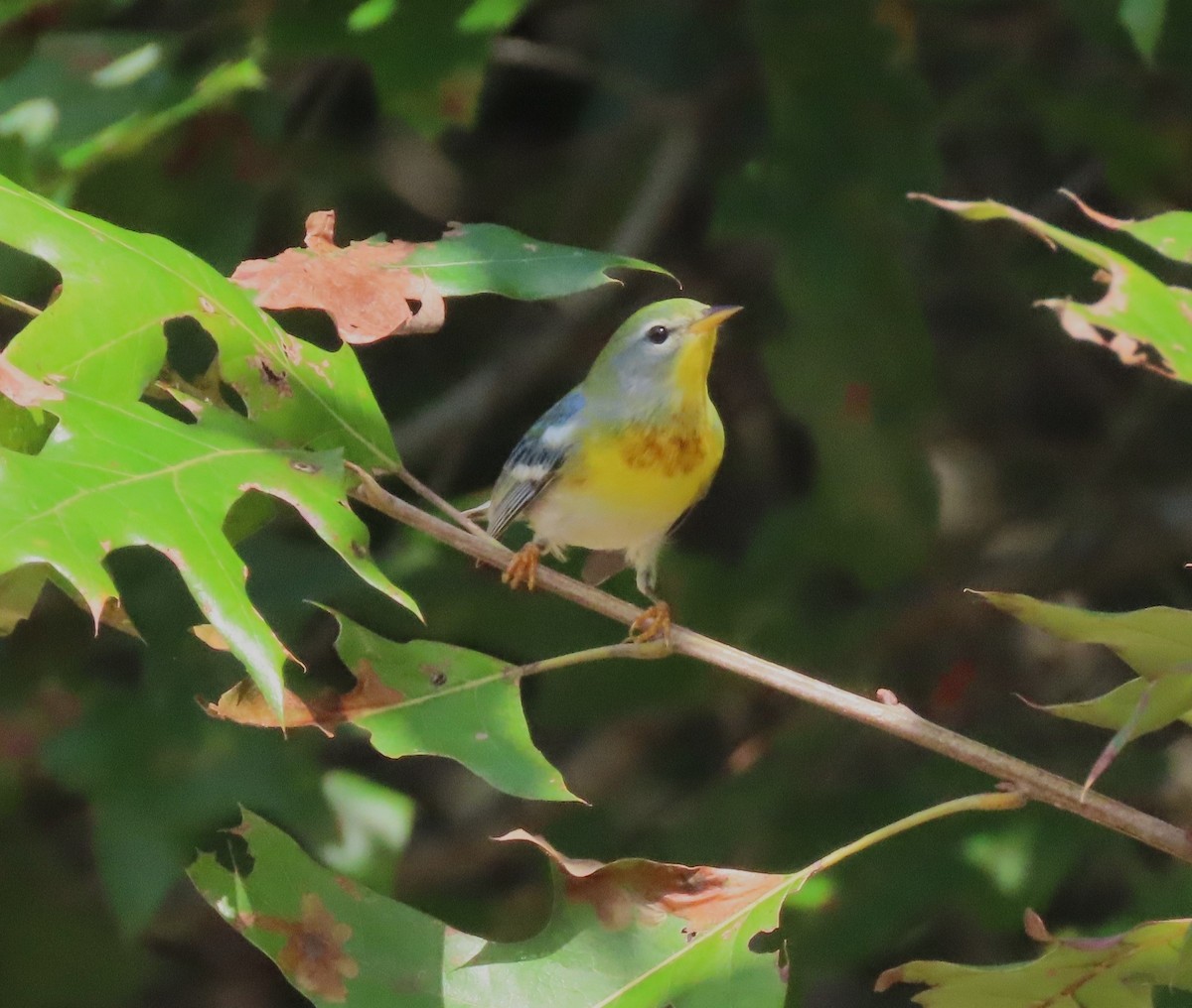 Northern Parula - ML623908415