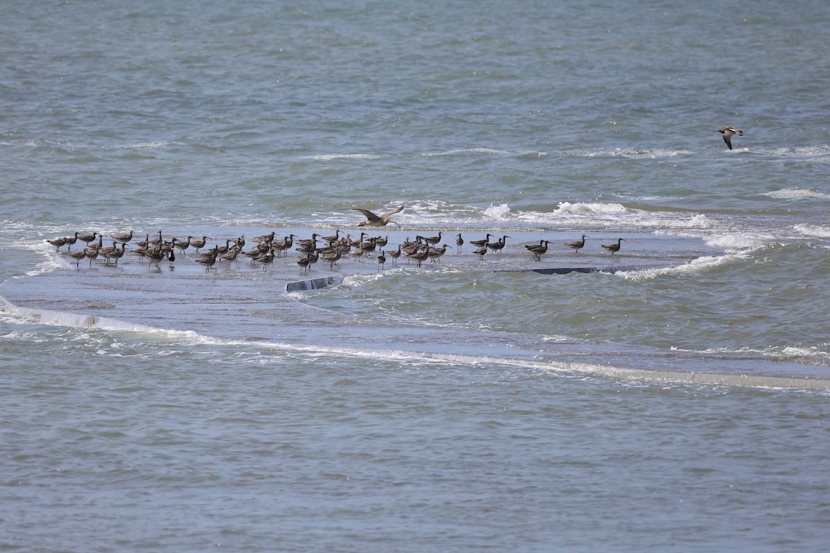 Whimbrel/Eurasian Curlew - ML623908420