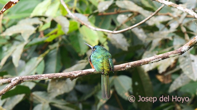 Jacamar des Andes - ML623908422