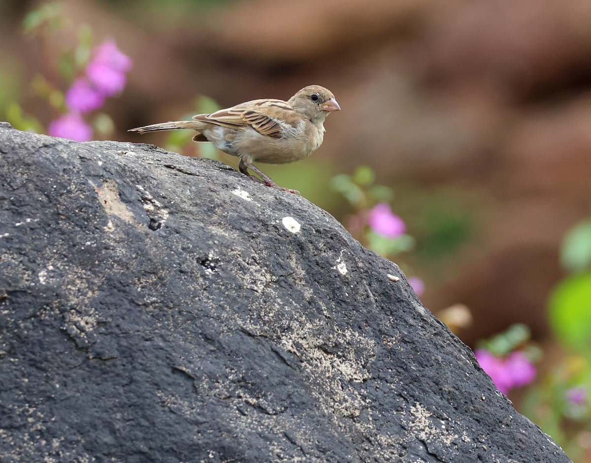 House Sparrow - ML623908423