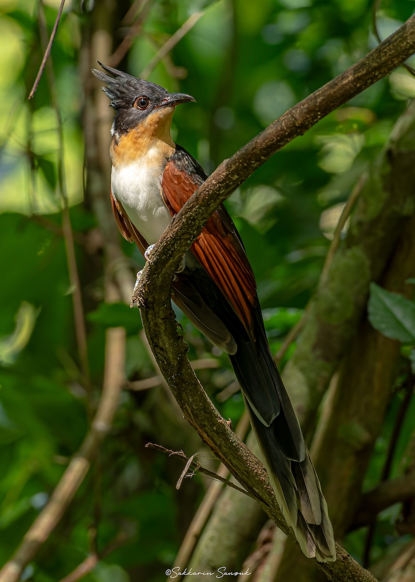 Chestnut-winged Cuckoo - ML623908425