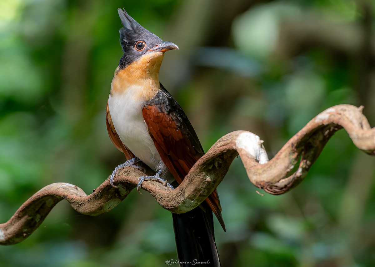 Chestnut-winged Cuckoo - ML623908426