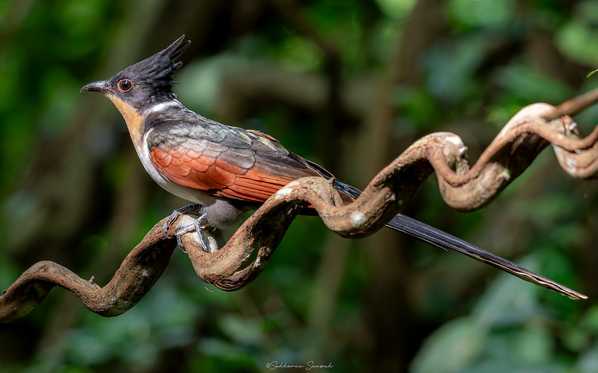 Chestnut-winged Cuckoo - ML623908427