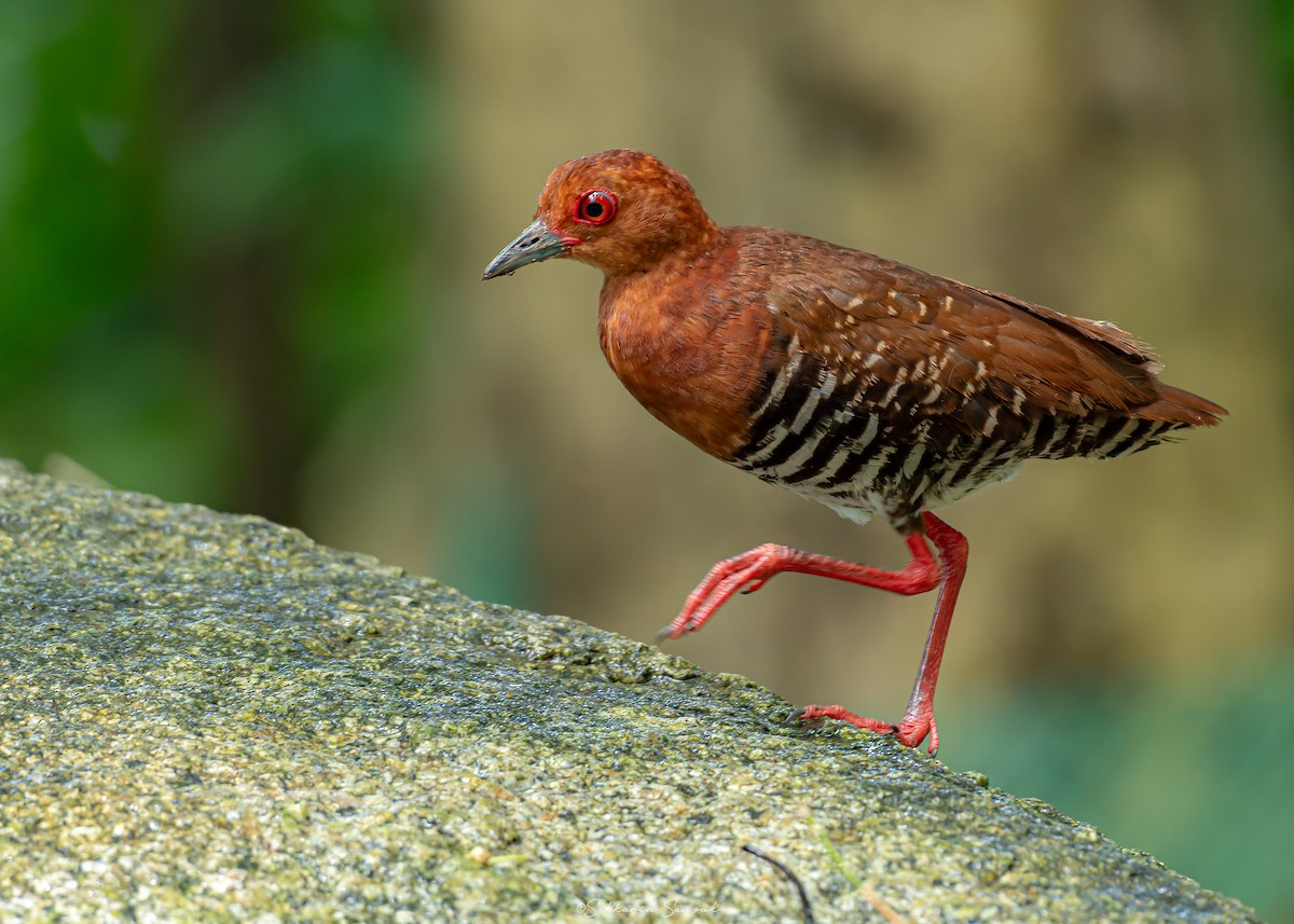 Red-legged Crake - ML623908431