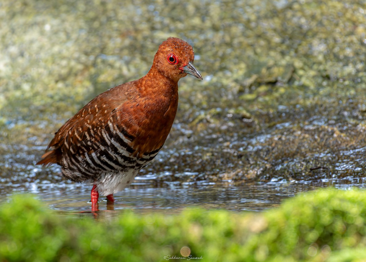 Red-legged Crake - ML623908432