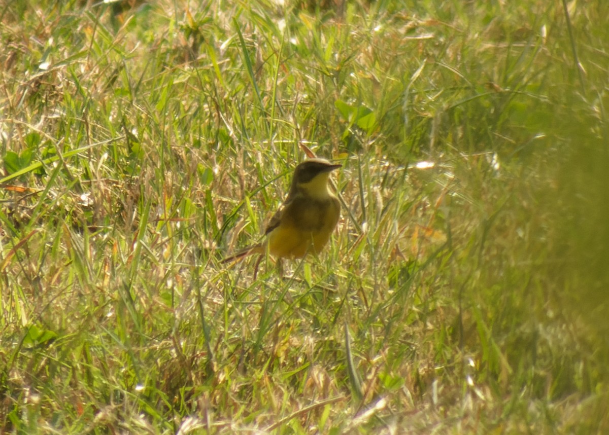 Western Yellow Wagtail (thunbergi) - ML623908442