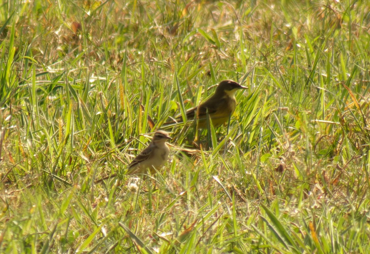 Western Yellow Wagtail (thunbergi) - Javier Valladares