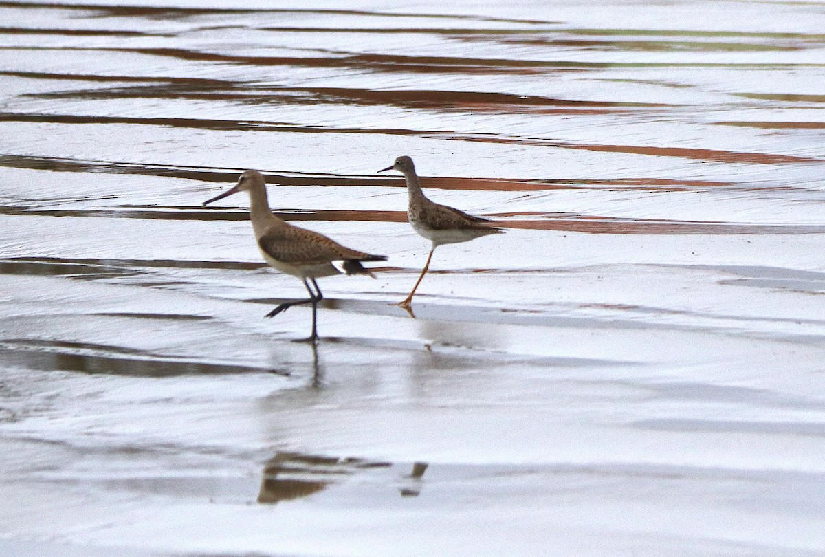 Lesser Yellowlegs - ML623908448