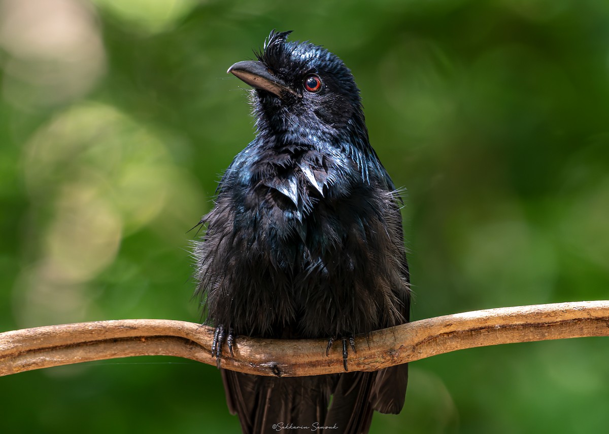 Greater Racket-tailed Drongo - ML623908451