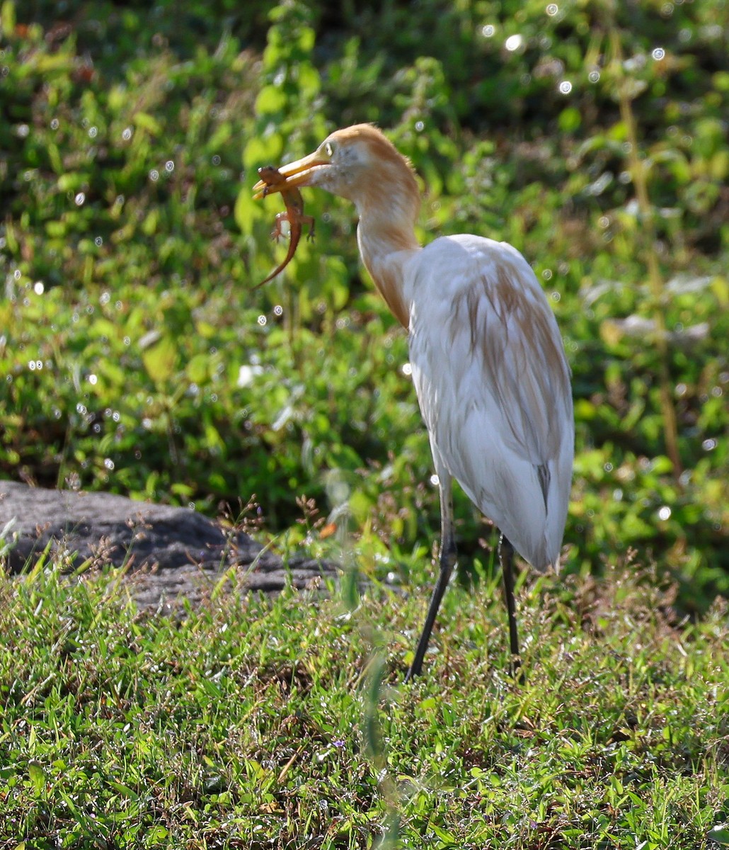 Eastern Cattle Egret - ML623908452