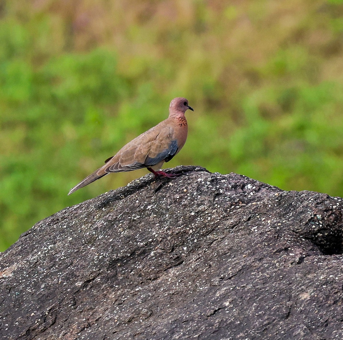 Laughing Dove - ML623908463