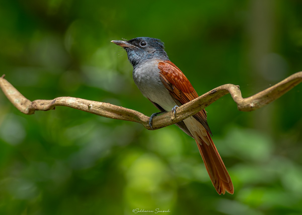 Amur Paradise-Flycatcher - ML623908464