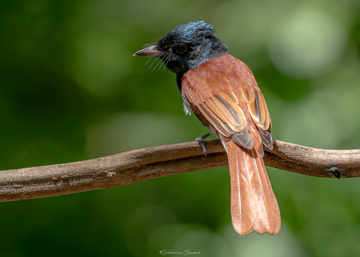 Amur Paradise-Flycatcher - ML623908465