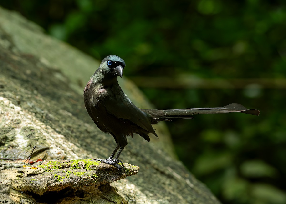 Racket-tailed Treepie - ML623908466