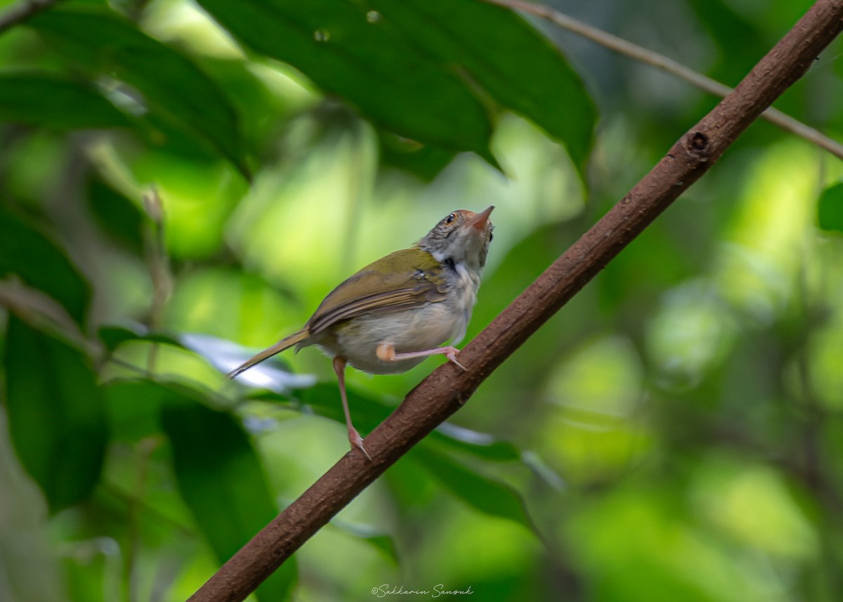 Common Tailorbird - Sakkarin Sansuk