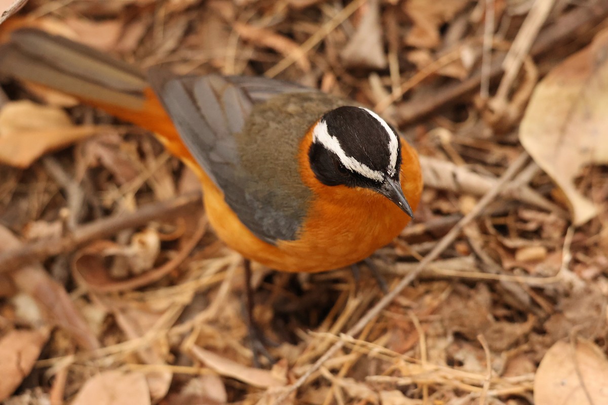 White-browed Robin-Chat - ML623908479