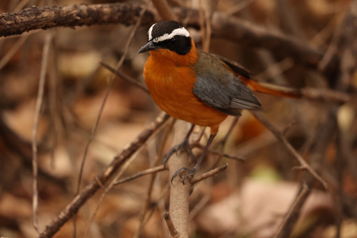 White-browed Robin-Chat - ML623908480