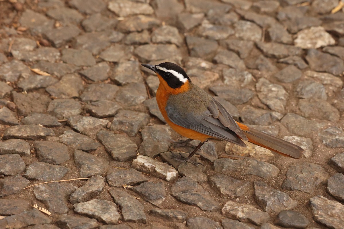 White-browed Robin-Chat - ML623908483