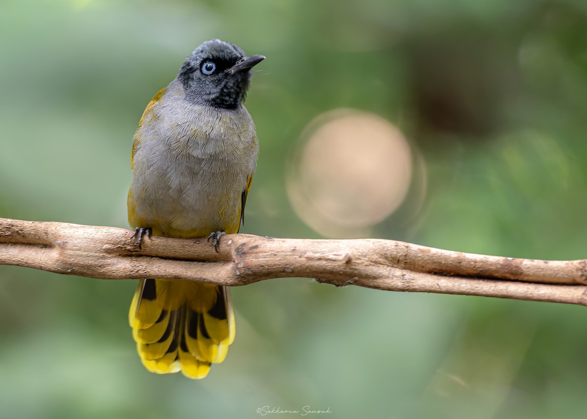 Black-headed Bulbul - ML623908490