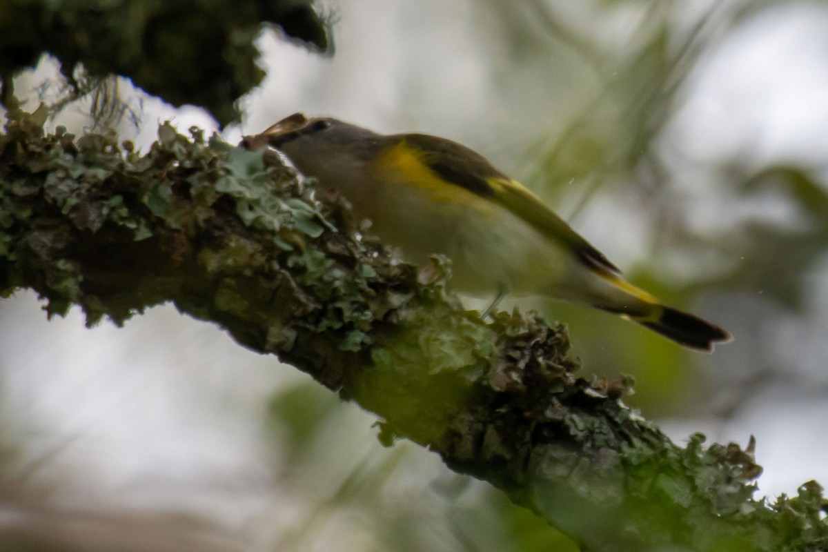 American Redstart - Anthony Lee