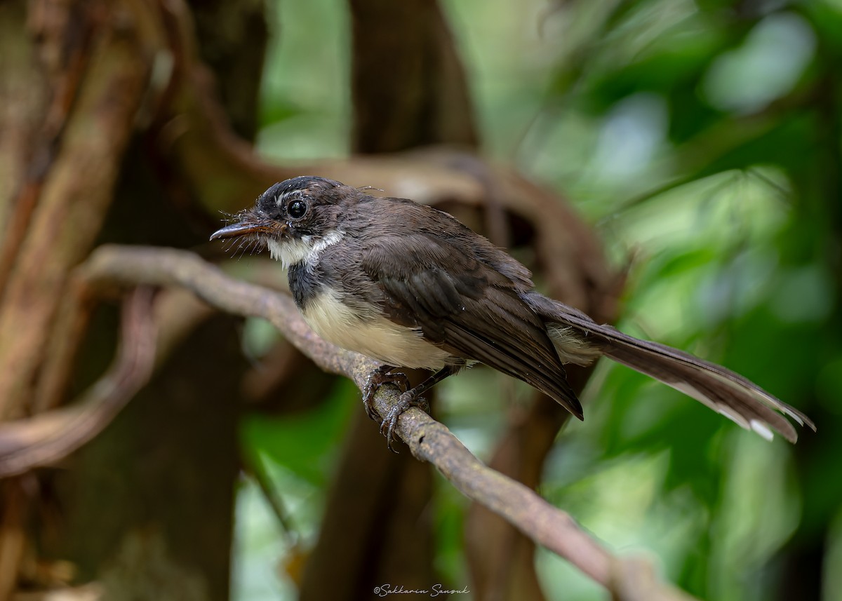 Malaysian Pied-Fantail - ML623908504