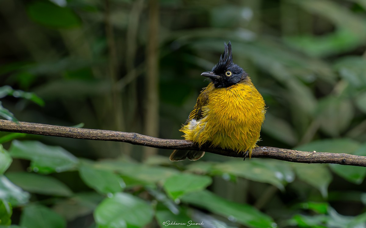 Bulbul à huppe noire - ML623908521