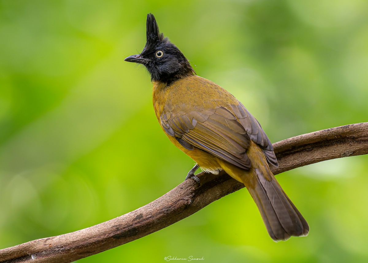 Bulbul à huppe noire - ML623908522