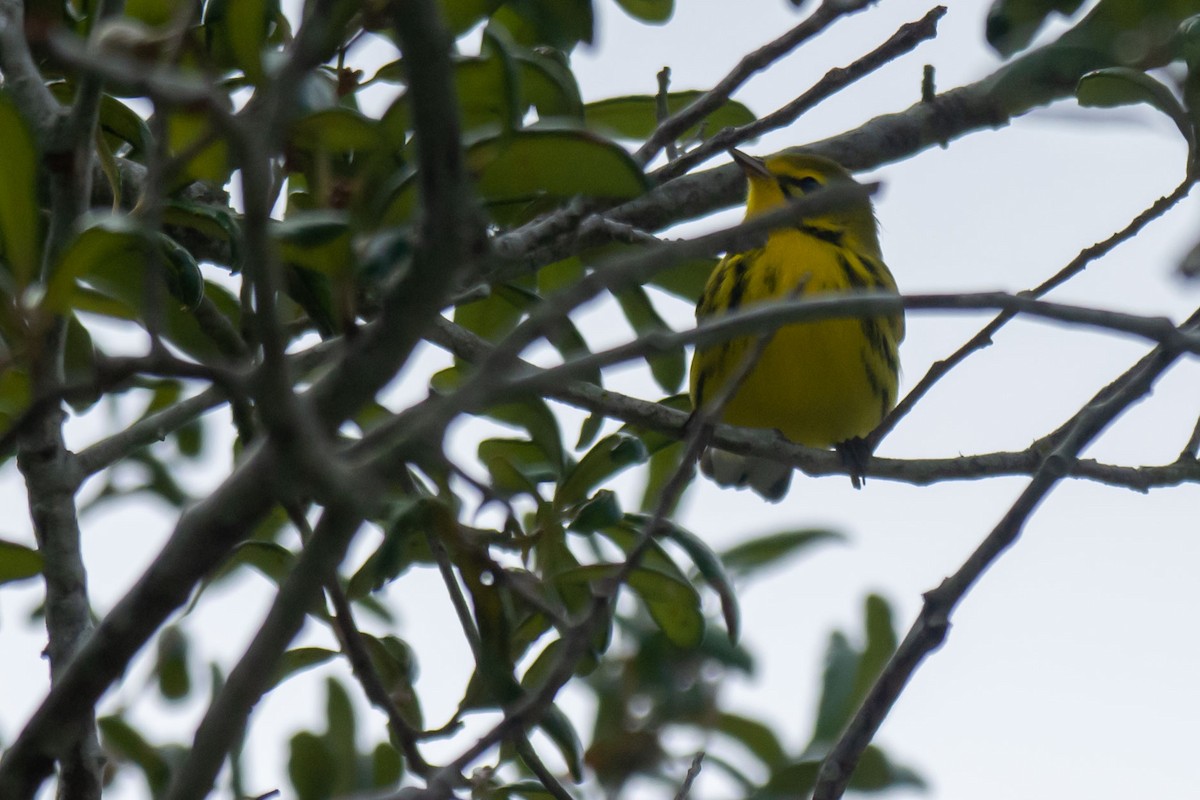 Prairie Warbler - ML623908524