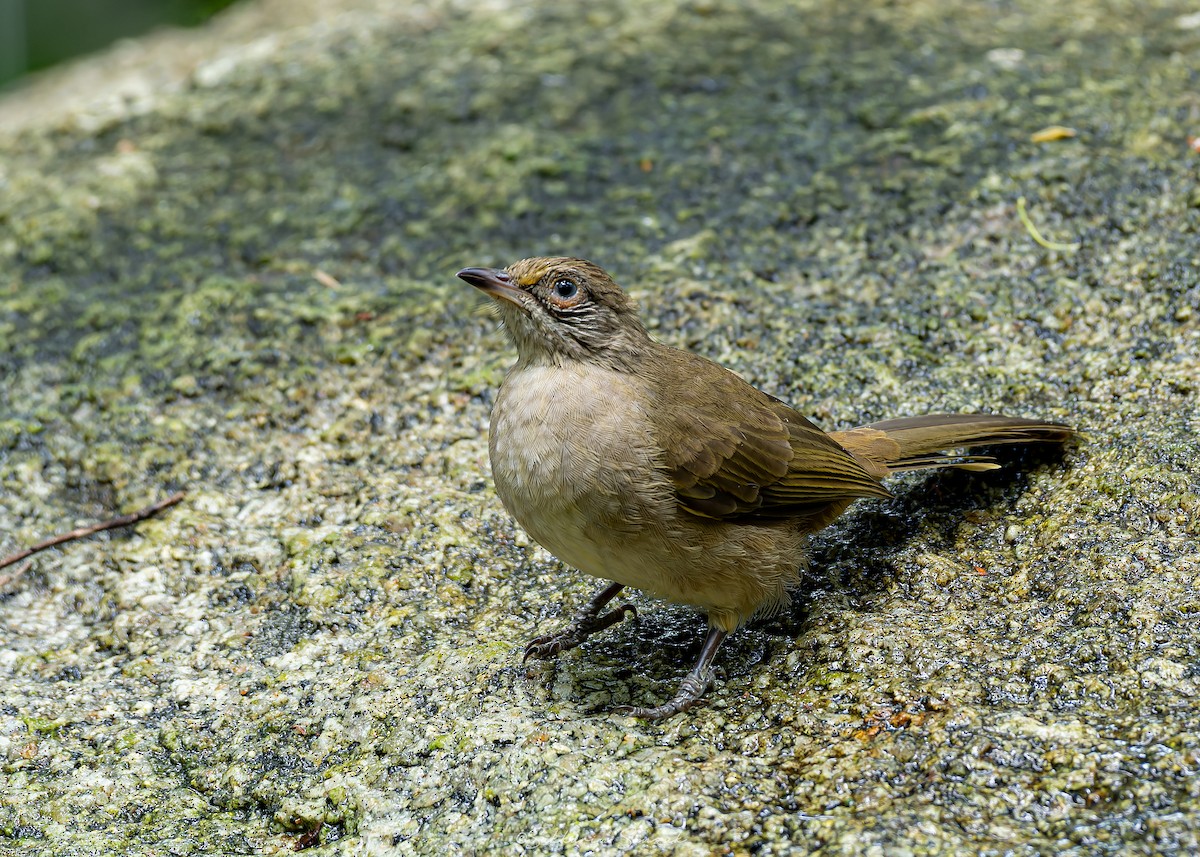 Streak-eared Bulbul - ML623908526