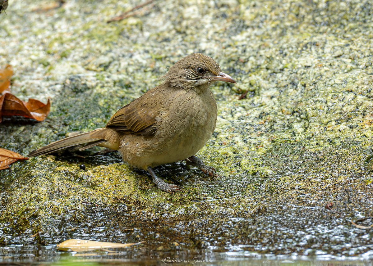 Streak-eared Bulbul - ML623908527