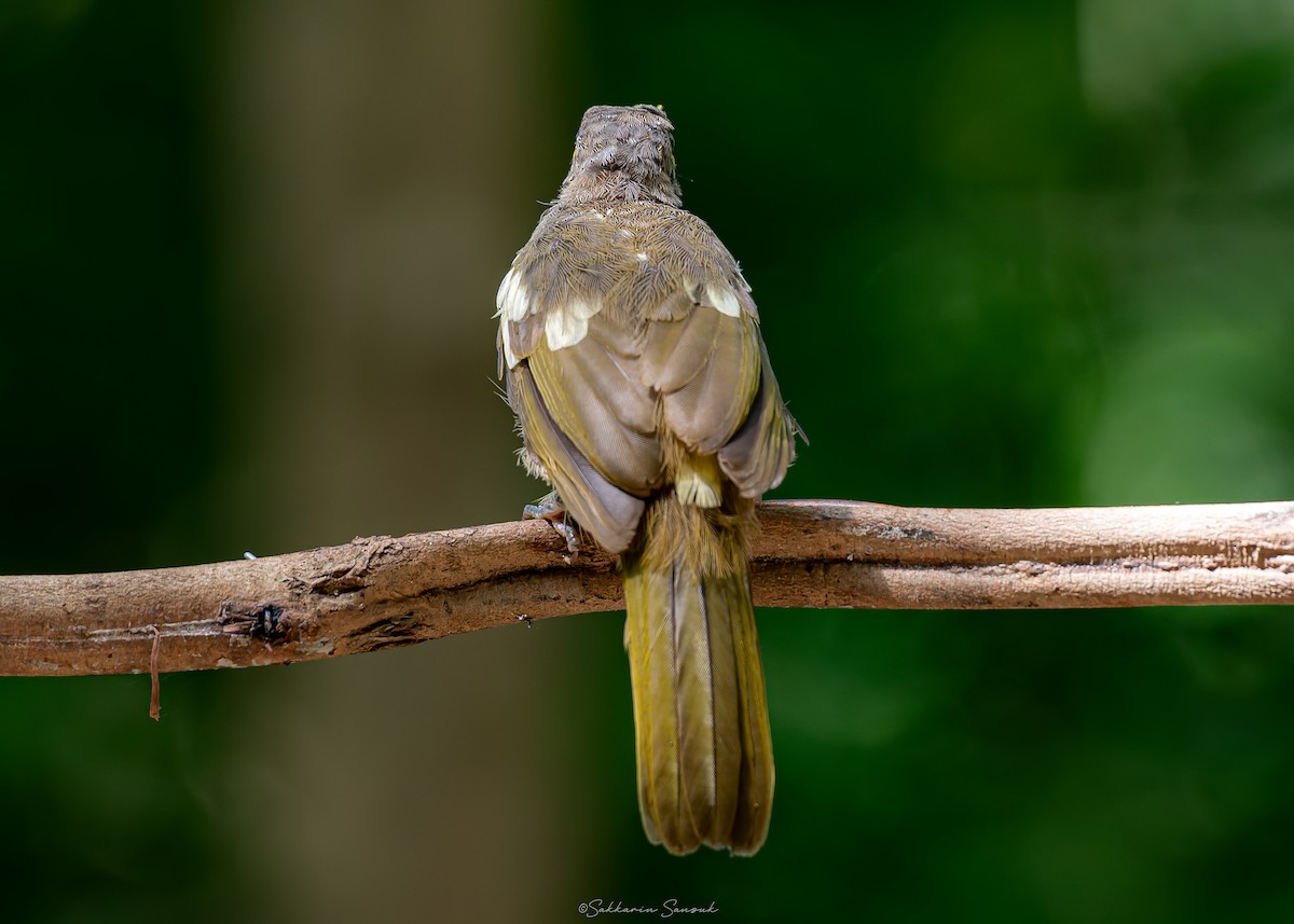 Stripe-throated Bulbul - ML623908534