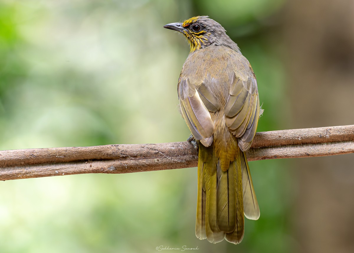 Stripe-throated Bulbul - ML623908535