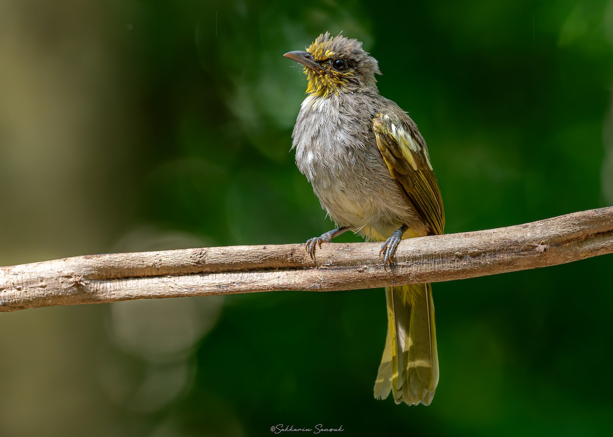 Stripe-throated Bulbul - ML623908536