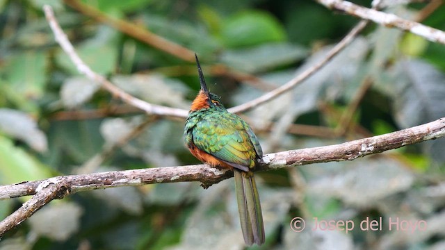 Coppery-chested Jacamar - ML623908539